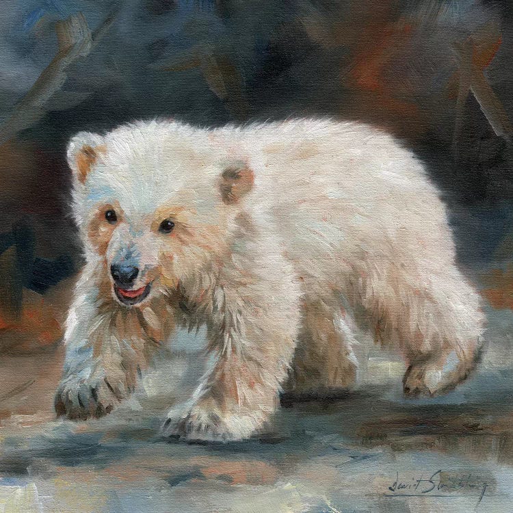 Polar Bear Baby by David Stribbling wall art