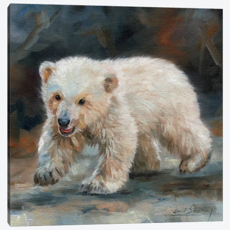 Polar Bear Baby Canvas Print #STG80} by David Stribbling Canvas Artwork