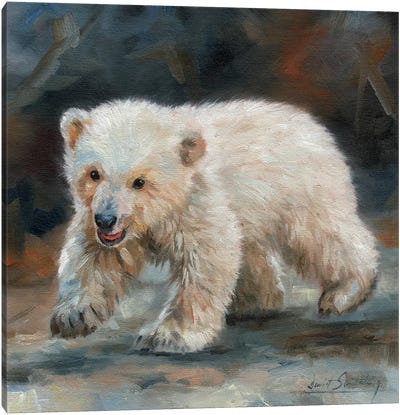 Polar Bear Baby Canvas Art Print - David Stribbling