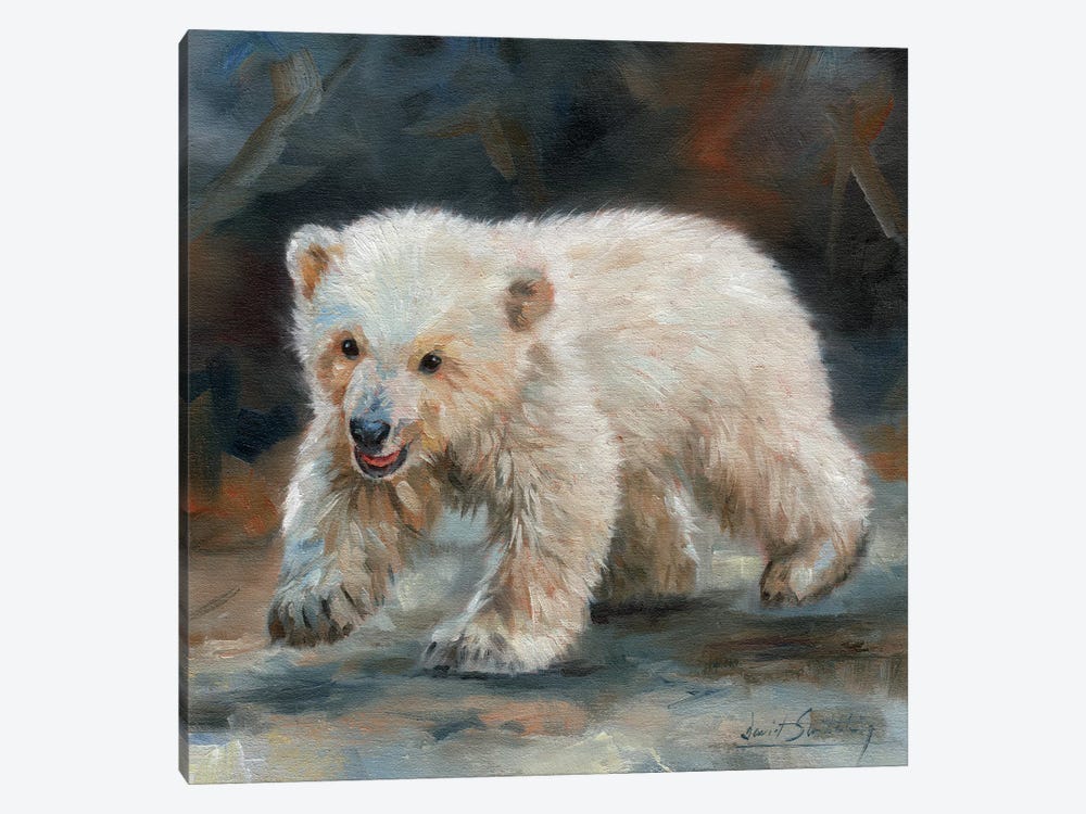 Polar Bear Baby by David Stribbling 1-piece Canvas Art Print