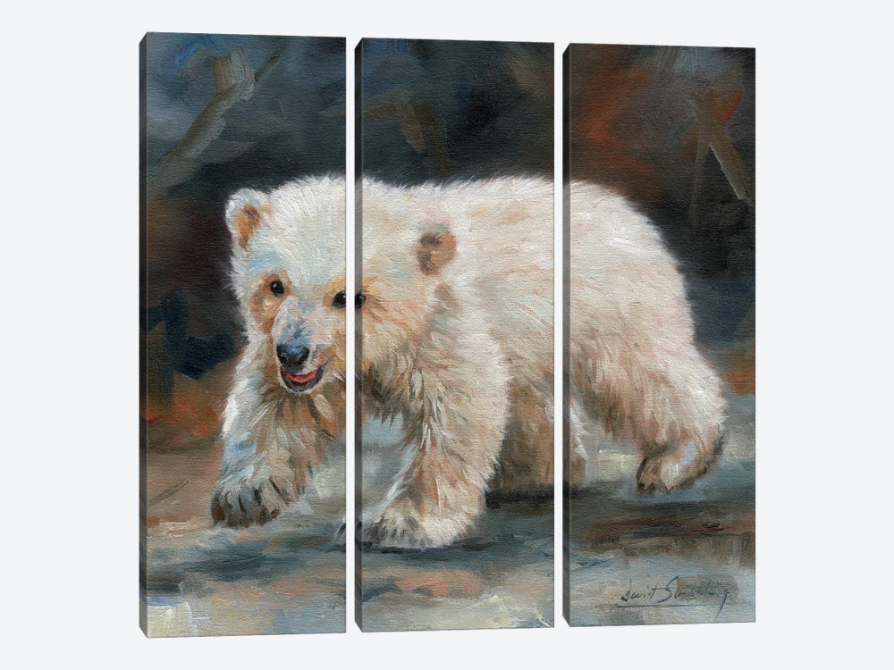 Polar Bear Baby by David Stribbling 3-piece Canvas Art Print