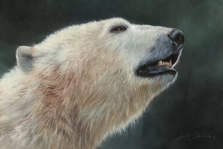 Polar Bear Portrait