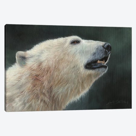 Polar Bear Portrait Canvas Print #STG81} by David Stribbling Canvas Wall Art