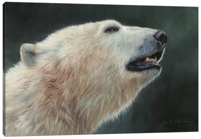 Polar Bear Portrait Canvas Art Print - David Stribbling
