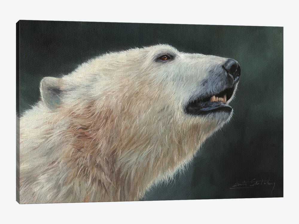 Polar Bear Portrait by David Stribbling 1-piece Canvas Artwork