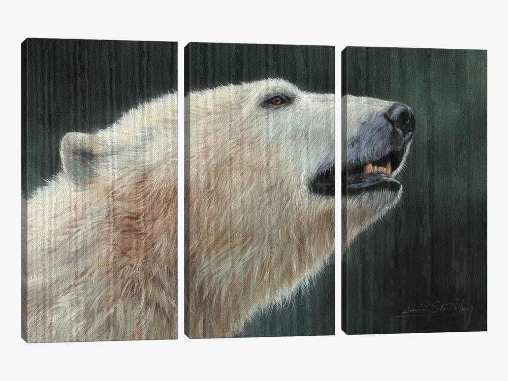 Polar Bear Portrait by David Stribbling 3-piece Canvas Wall Art
