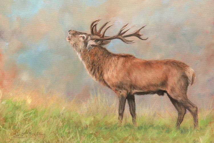 Red Deer