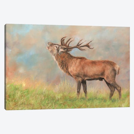 Red Deer Canvas Print #STG82} by David Stribbling Canvas Art