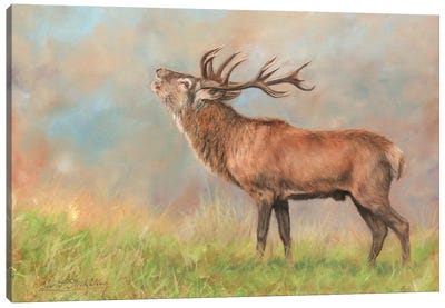 Red Deer Canvas Art Print - David Stribbling