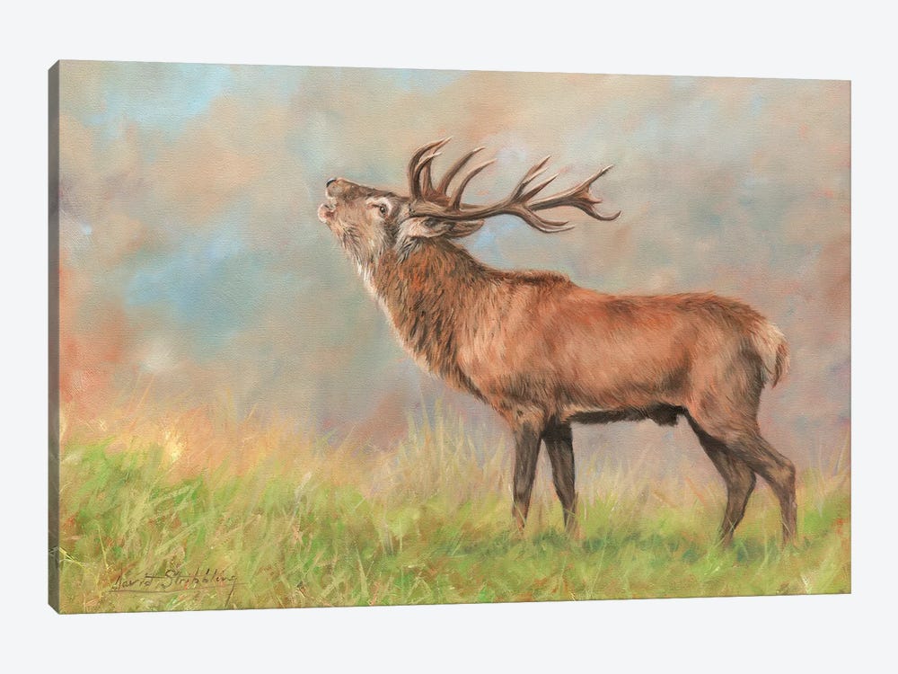Red Deer by David Stribbling 1-piece Art Print