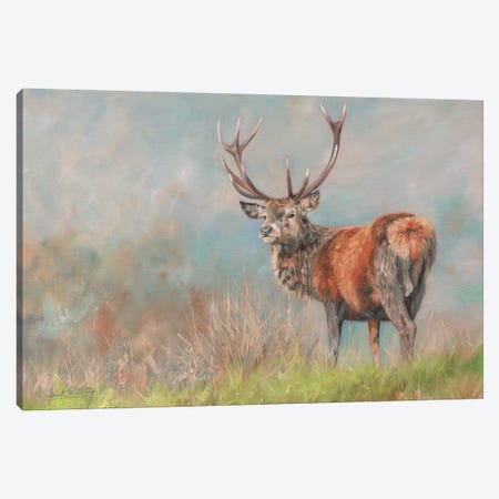 Red Deer II Canvas Print #STG84} by David Stribbling Canvas Print