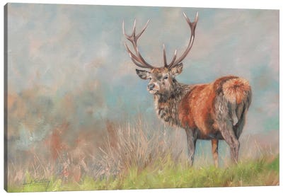 Red Deer II Canvas Art Print - David Stribbling