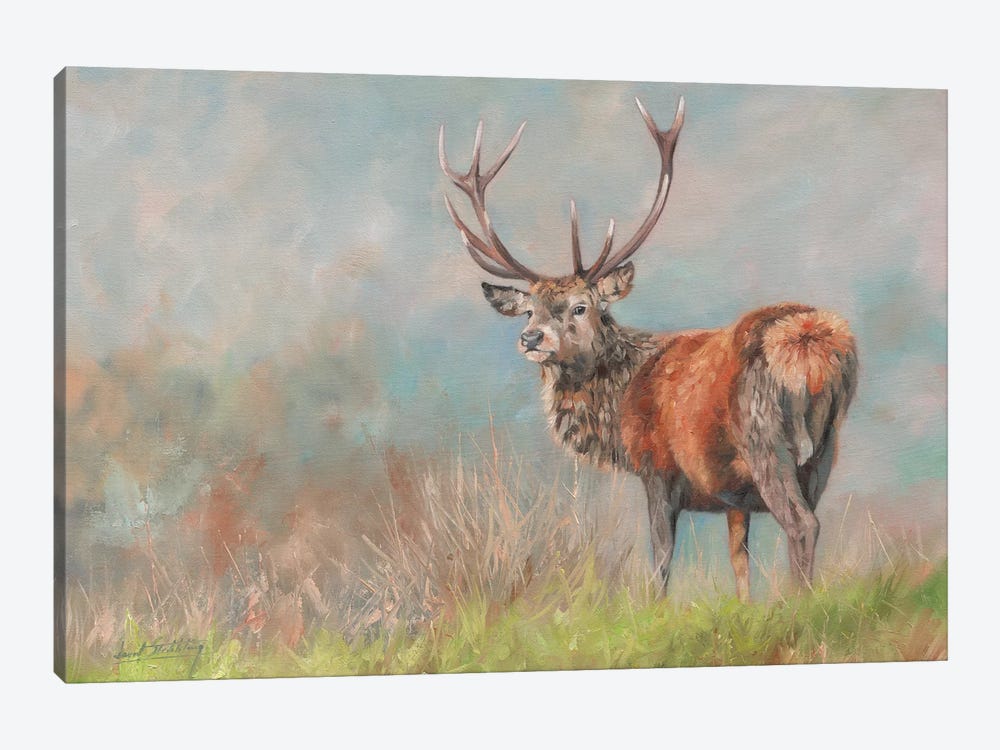 Red Deer II by David Stribbling 1-piece Canvas Print