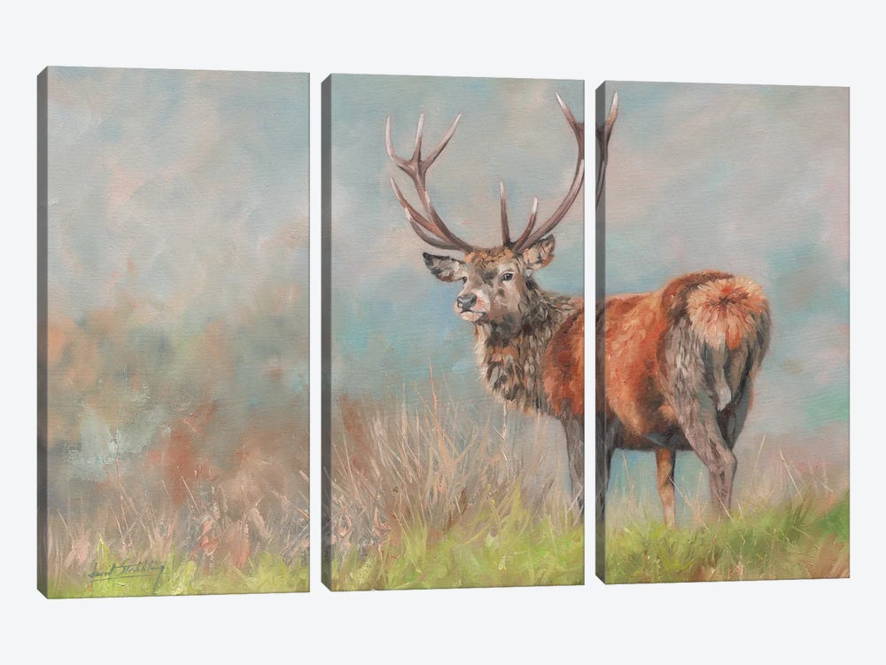 Red Deer II by David Stribbling 3-piece Art Print