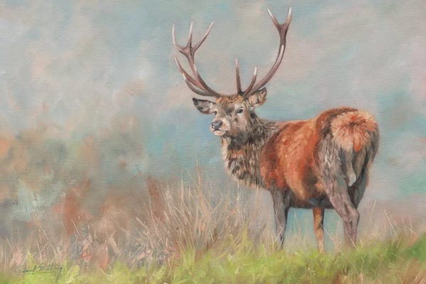 Red Deer II