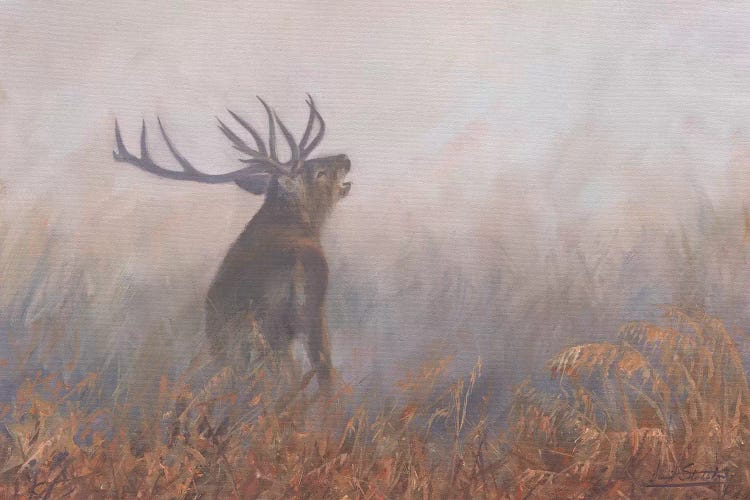 Red Deer Misty Morning