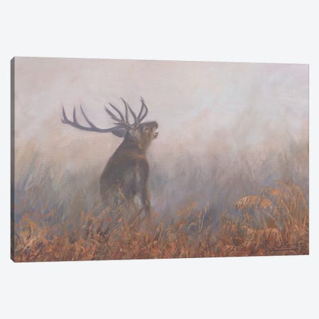 Red Deer Misty Morning Canvas Print #STG85} by David Stribbling Canvas Print