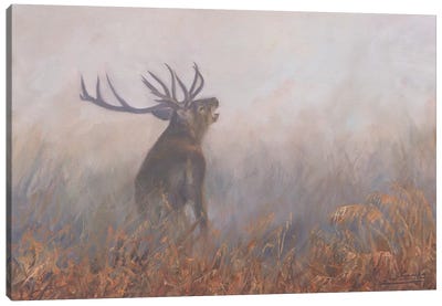 Red Deer Misty Morning Canvas Art Print - David Stribbling