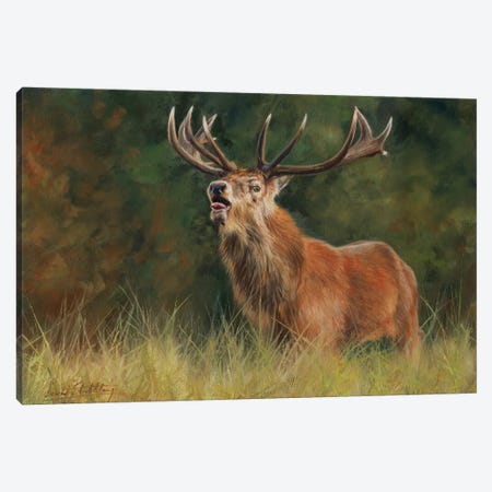 Red Deer Stag Canvas Print #STG86} by David Stribbling Canvas Art Print