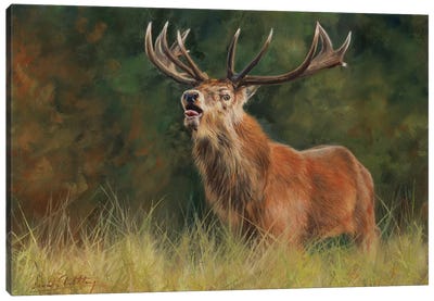 Red Deer Stag Canvas Art Print - David Stribbling