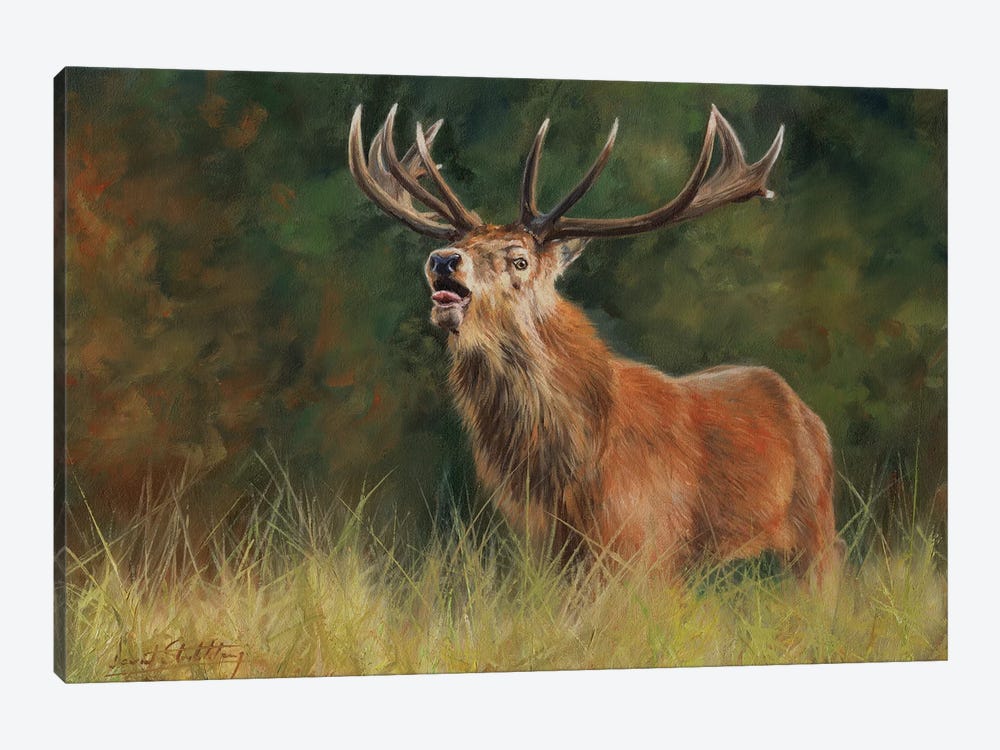 Red Deer Stag by David Stribbling 1-piece Canvas Art Print