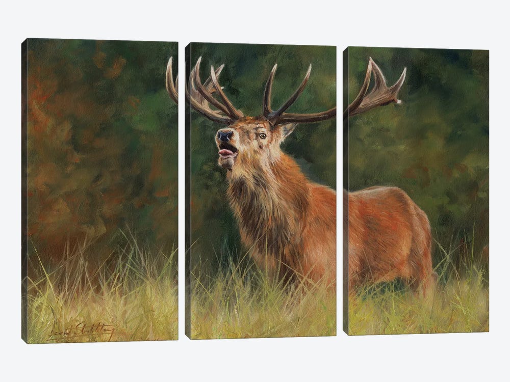 Red Deer Stag 3-piece Art Print