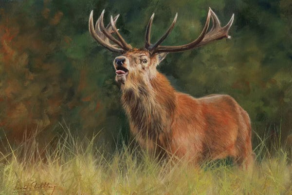 David Stribbling: Red Deer Stag by David Stribbling