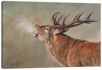 Red Deer Stag Early Morning Canvas Art Print - Deer Art