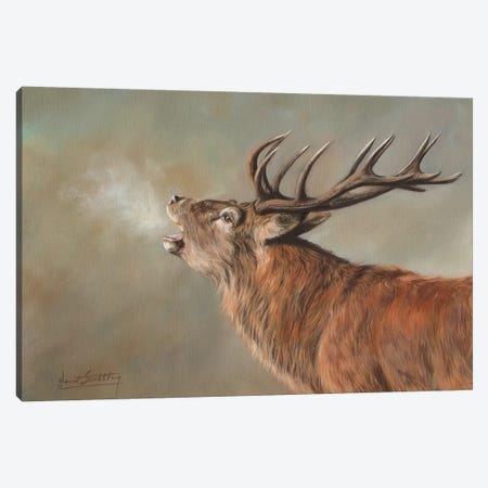 Red Deer Stag Early Morning Canvas Print #STG87} by David Stribbling Art Print