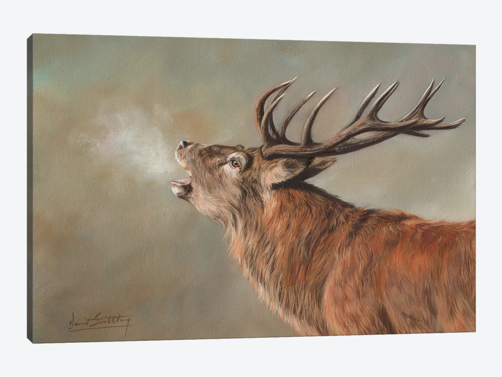Red Deer Stag Early Morning by David Stribbling 1-piece Canvas Artwork