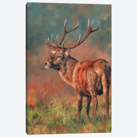 Red Deer Stag Evening Light Canvas Print #STG88} by David Stribbling Canvas Wall Art