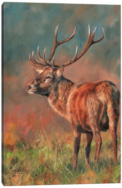 Red Deer Stag Evening Light Canvas Art Print - David Stribbling
