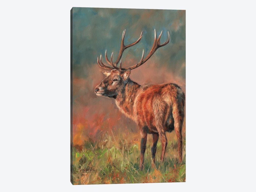 Red Deer Stag Evening Light by David Stribbling 1-piece Canvas Art Print