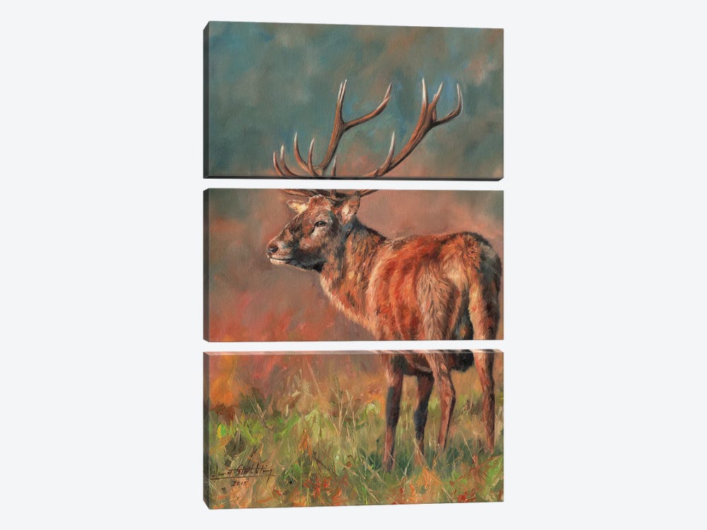 Red Deer Stag Evening Light by David Stribbling 3-piece Canvas Art Print