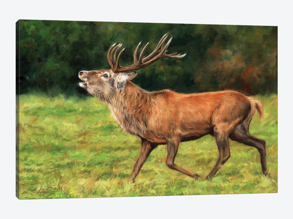 Red Deer Stag Running by David Stribbling 1-piece Canvas Wall Art