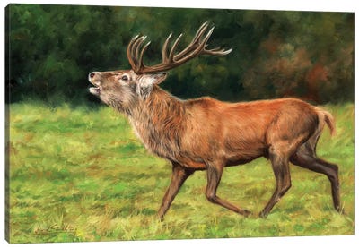 Red Deer Stag Running Canvas Art Print - Deer Art