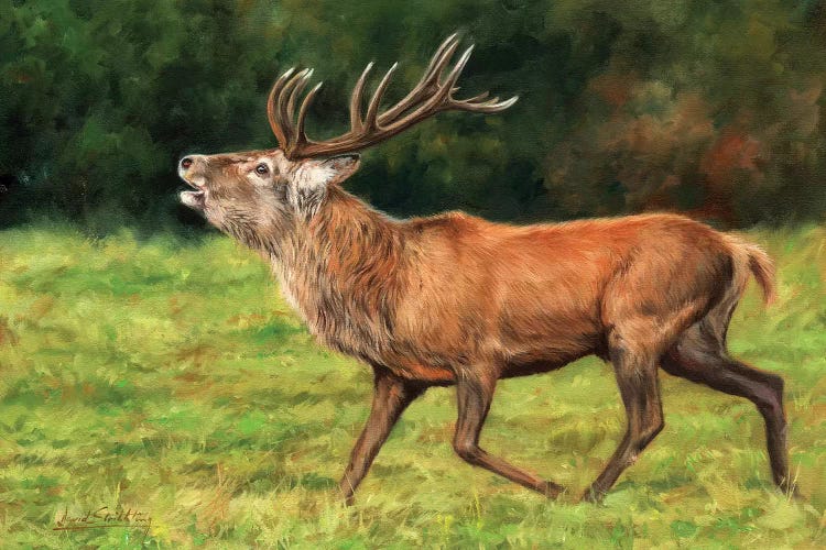 Red Deer Stag Running