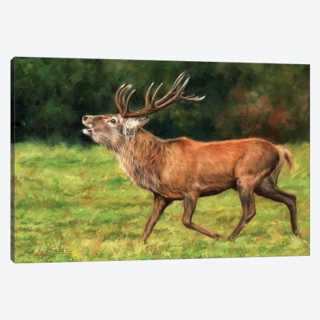 Red Deer Stag Running Canvas Print #STG89} by David Stribbling Canvas Wall Art