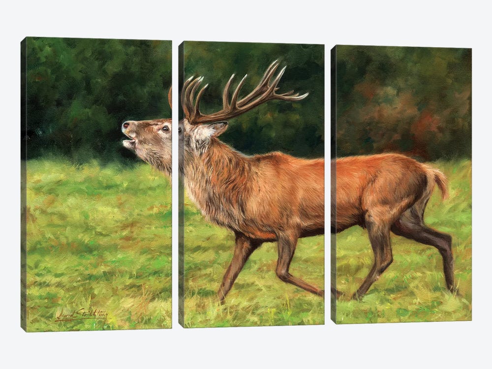 Red Deer Stag Running by David Stribbling 3-piece Canvas Art