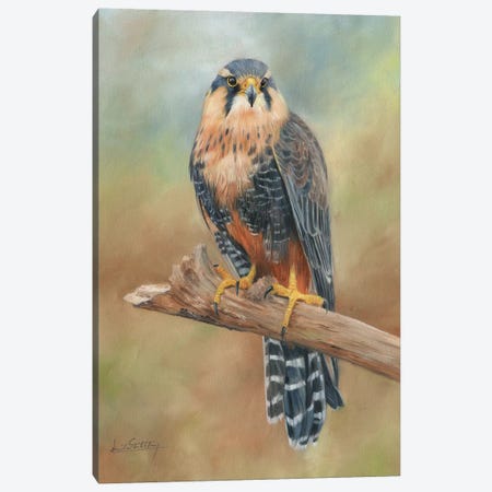 Aplomado Falcon Canvas Print #STG8} by David Stribbling Art Print