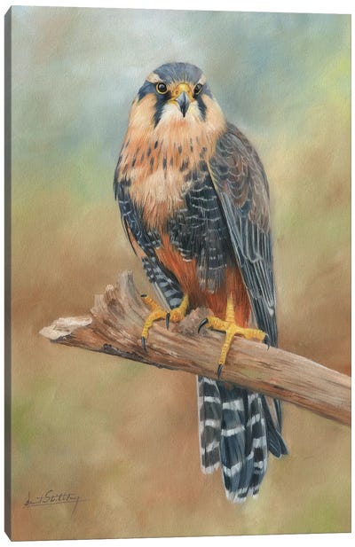 Aplomado Falcon Canvas Art Print - David Stribbling
