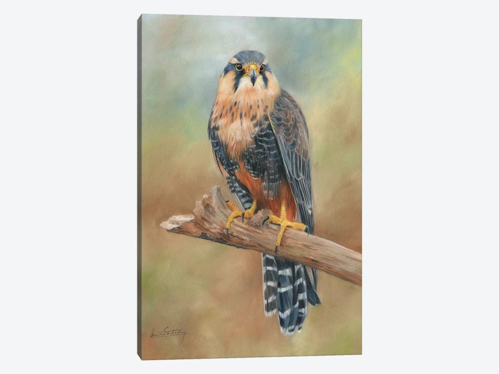 Aplomado Falcon by David Stribbling 1-piece Canvas Wall Art