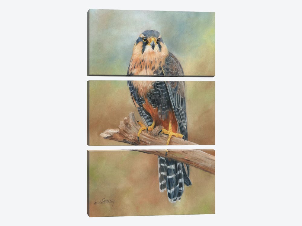 Aplomado Falcon by David Stribbling 3-piece Canvas Artwork