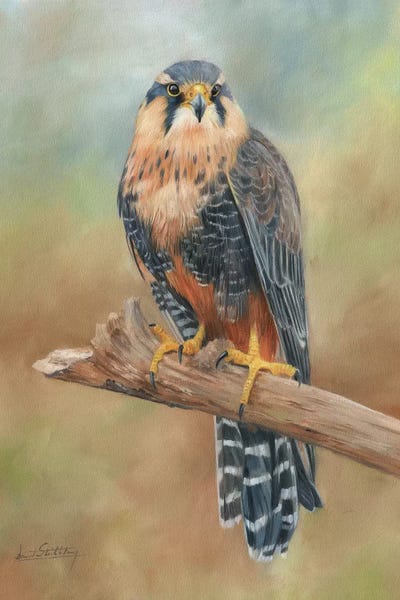 Aplomado Falcon