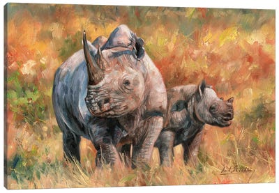 Rhino And Baby Canvas Art Print - David Stribbling