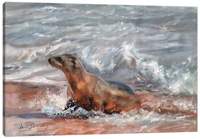 Sea Lion Canvas Art Print - Sandy Beach Art