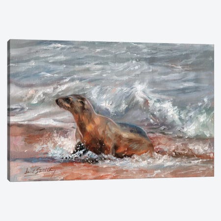 Sea Lion Canvas Print #STG91} by David Stribbling Art Print