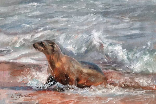 Seals & Sea Lions: Sea Lion by David Stribbling