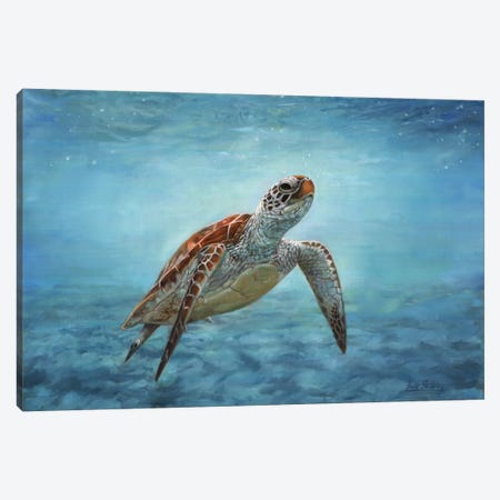 Sea Turtle Canvas Print #STG92} by David Stribbling Canvas Print