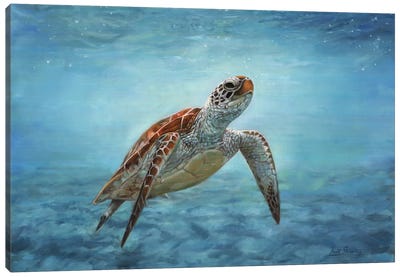 Sea Turtle Canvas Art Print - David Stribbling